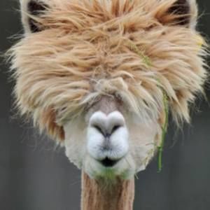 Meet your Posher, Lionxiv